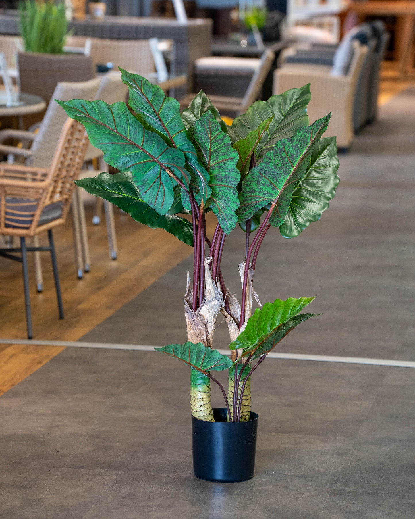 PLANTE NATUR'NEST GROUPER RAINDOW