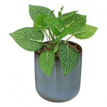 PLANTE ATMOSPHERA POT