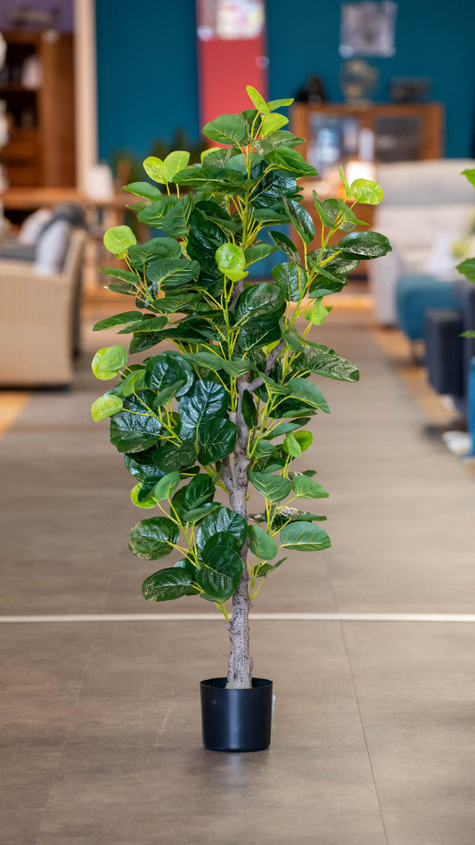 PLANTE NATUR'NEST FICUS IYRATA
