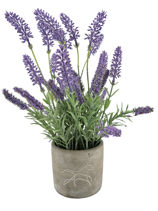 PLANTE NATUR'NEST LAVANDE